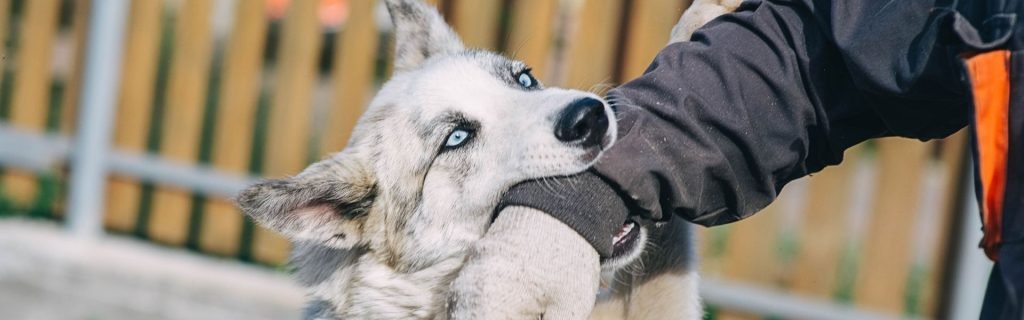 What Happens If Your Dog Bites Someone in Canada